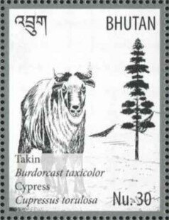 Takin (Burdorcast taxicolor) - Cypress (Cupressus torulosa)