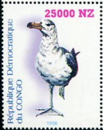 Birds Seagull