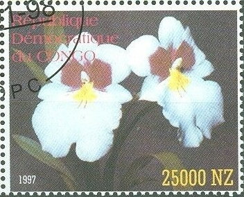Flowers Orchids