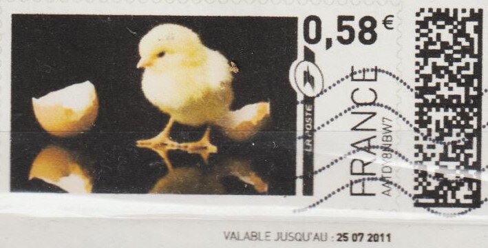 Chick just hatched from egg