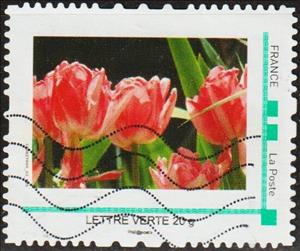 Stamp, Dark Pink Tulips with white edges and a yellow base, France,  , Flowers, Plants (Flora), Tulips