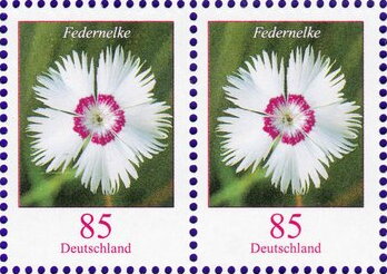 Common Pink (Dianthus plumarius)