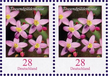 Gentian (Centaurium erythraea)