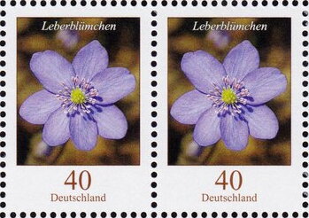 Leberblümchen - Liverwort (Hepatica sp.)