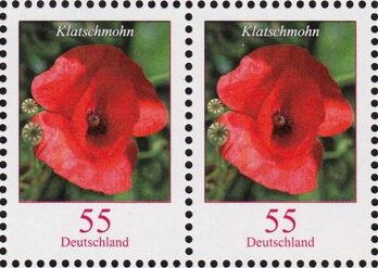 Poppy (Papaver rhoeas)