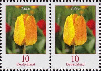 Tulip (Tulipa sp.)