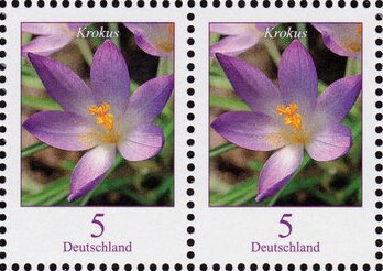 Woodland Crocus (Crocus tommasinianus)