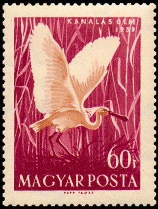 Eurasian Spoonbill (Platalea leucorodia)
