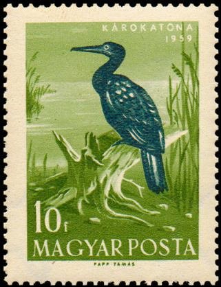 Great Cormorant (Phalacrocorax carbo)