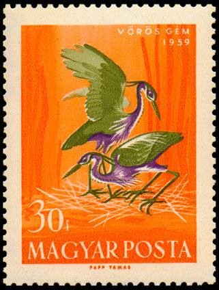 Purple Heron (Ardea purpurea)