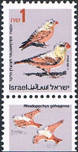 Trumpeter Finch (Rhodopechys githaginea)