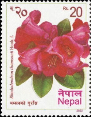 Stamp, Rhododendron thomsonii, Nepal,  , Flowers, Plants (Flora)