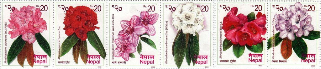 Rhododendrons