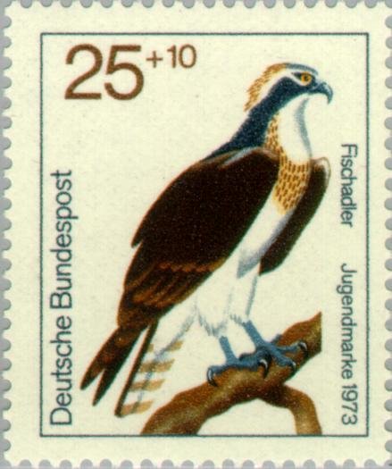 Osprey (Pandion haliaeetus)