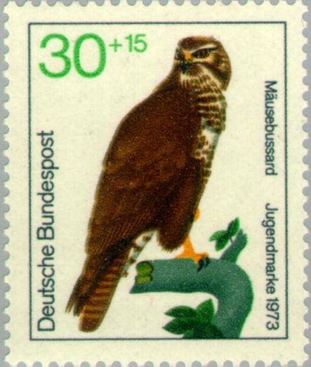 Common Buzzard (Buteo buteo)