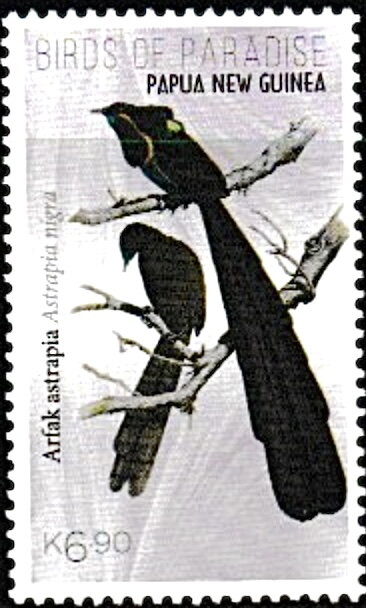 Arfak Astrapia (Astrapia nigra)