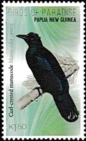 Curl-Crested Manucode (Manucodia comrii)