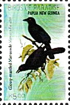 Glossy-Mantled Manucode (Manucodia ater)