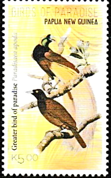 Greater Bird-of-Paradise (Paradisaea apoda)
