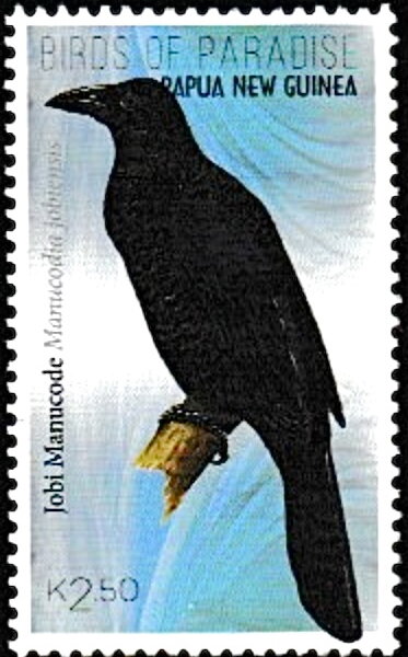 Jobi Manucode (Manucodia jobiensis)