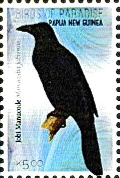 Jobi Manucode (Manucodia jobiensis)