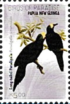 Long-Tailed Paradigalla (Paradigalla carunculata)