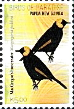 MacGregor's Honeyeater (Macgregoria pulchra)
