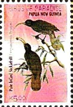 Pale-Billed Sicklebill (Drepanornis bruijnii)