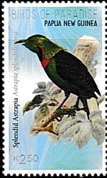 Splendid Astrapia (Astrapia splendidissima)