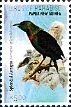 Splendid Astrapia (Astrapia splendidissima)