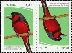 Tete-Beche, Black-and-Red Broadbill (Cymbirhynchus macrorhynchos), Romania,  , Animals (Fauna), Birds