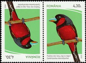 Tete-Beche, Black-and-Red Broadbill (Cymbirhynchus macrorhynchos), Romania,  , Animals (Fauna), Birds