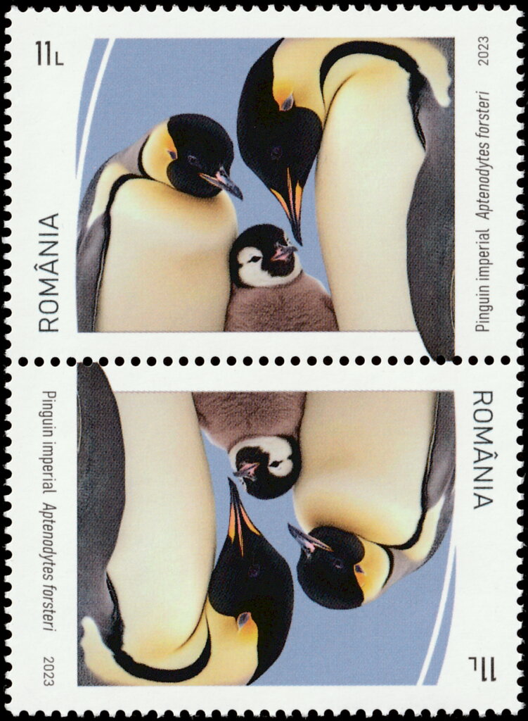 Emperor Penguin (Aptenodytes forsteri)