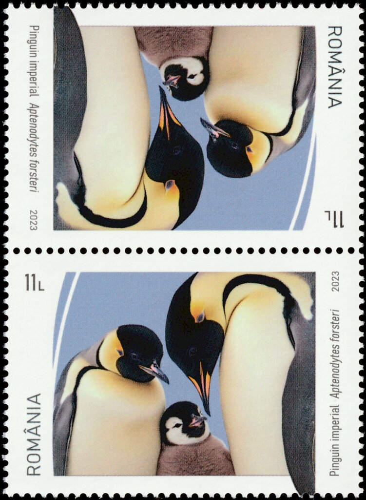 Emperor Penguin (Aptenodytes forsteri)