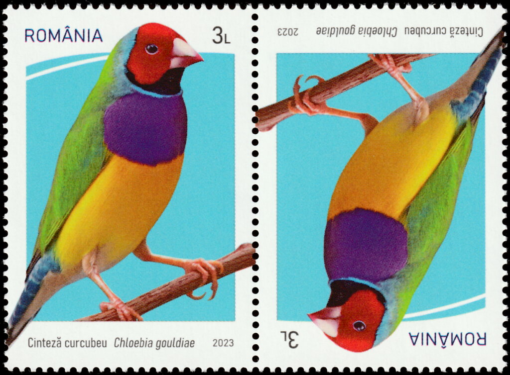 Gouldian Finch (Chloebia gouldiae)