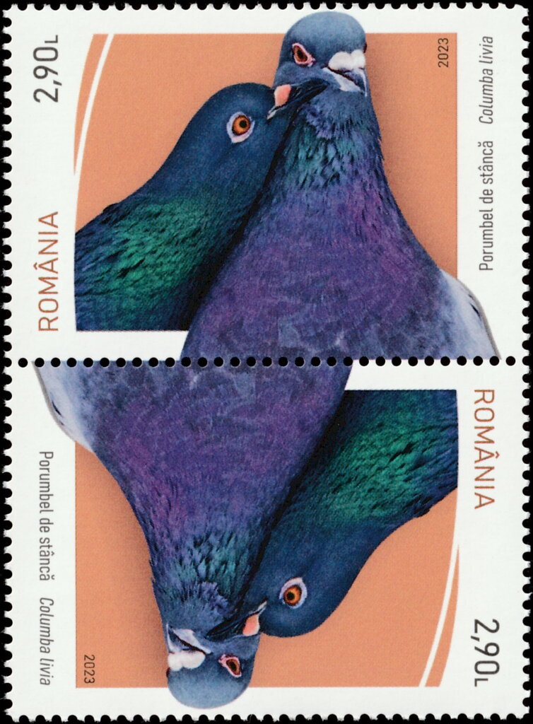 Pigeon (Columba livia)