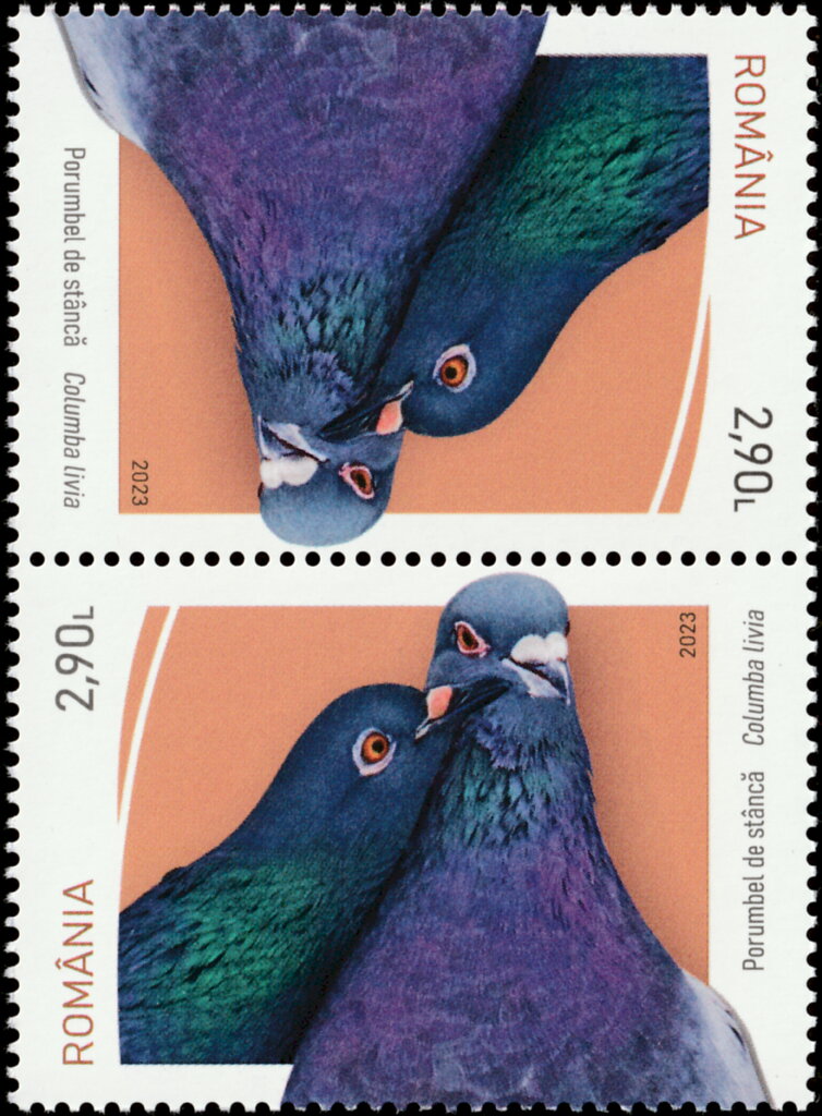 Pigeon (Columba livia)