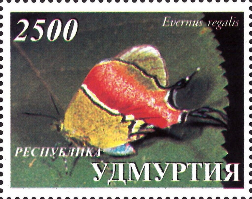Evernus regalis