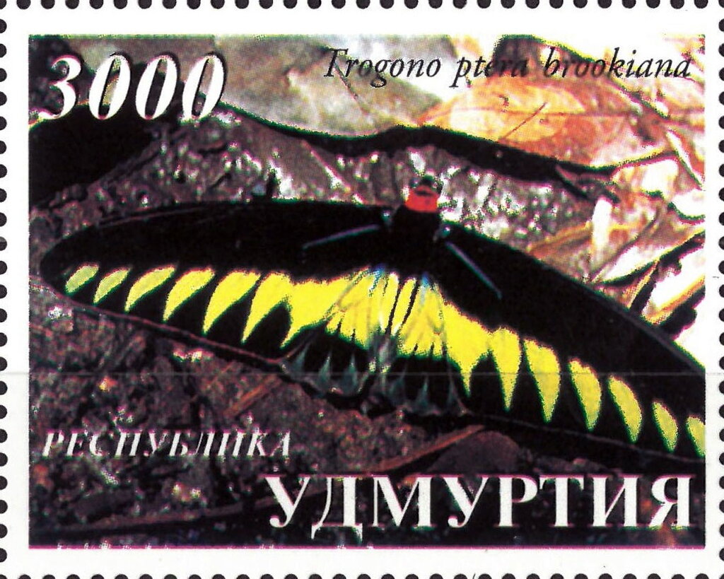 Trogono ptera brookiana
