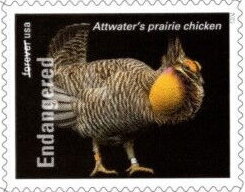 Stamp, Attwater's Prairie Chicken (Tympanuchus cupido attwateri), United States of America,  , Animals (Fauna), Birds