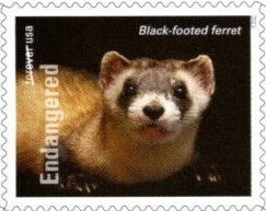 Black-Footed Ferret (Mustela nigripes)