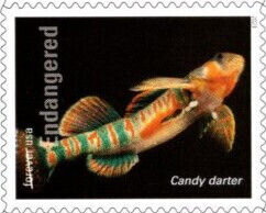 Stamp, Candy Darter (Etheostoma osburni), United States of America,  , Animals (Fauna), Fishes