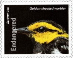 Golden-Cheeked Warbler (Setophaga chrysoparia)