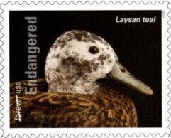 Laysan Teal (Anas laysanensis)