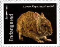 Lower Keys Marsh Rabbit (Sylvilagus palustris hefneri)