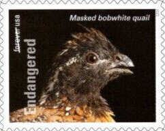 Masked Bobwhite Quail (Colinus virginianus)
