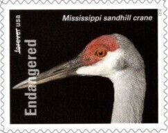 Mississippi Sandhill Crane (Antigone canadensis)