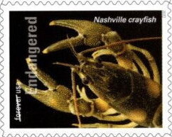 Nashville crayfish (Faxonius shoupi)