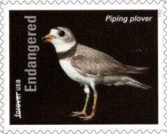 Piping Plover (Charadrius melodus)