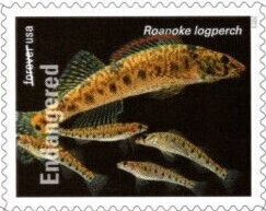 Roanoke Logperch (Percina rex)